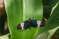 beautiful little butterfly with brightly coloured wings on green leaf