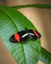 beautiful little butterfly with brightly coloured wings on green leaf