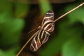 beautiful little butterfly with brightly coloured wings on green leaf