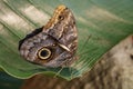 beautiful little butterfly with brightly coloured wings on green leaf