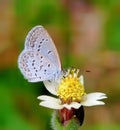 Beautiful little butterfly on little flower Royalty Free Stock Photo