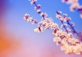 Beautiful little butterfly flutters over the branches with white shrub buds blooming in May warm sunny garden on the background of