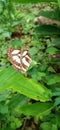 Beautiful little butterfly perched on a green leaf in the garden Royalty Free Stock Photo