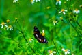 A little butterfly spreading its wings on the top of flower