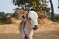 Beautiful little calf at dairy farm. Royalty Free Stock Photo