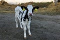 Beautiful little calf on a dairy farm, farming Royalty Free Stock Photo