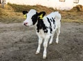 Beautiful little calf on a dairy farm, farming Royalty Free Stock Photo