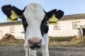 Beautiful little calf on a dairy farm, farming Royalty Free Stock Photo