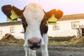 Beautiful little calf on a dairy farm, farming Royalty Free Stock Photo