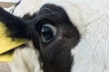 Beautiful little calf on a dairy farm, farming Royalty Free Stock Photo