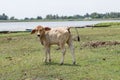 Beautiful little calf Royalty Free Stock Photo