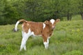 The Beautiful little calf in green grass Royalty Free Stock Photo