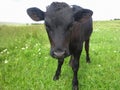 Beautiful little calf on the green sunny meadow Royalty Free Stock Photo
