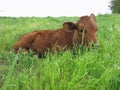 Beautiful little calf on the green sunny meadow Royalty Free Stock Photo