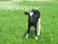 Beautiful little calf on the green sunny meadow Royalty Free Stock Photo