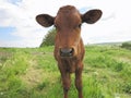 Beautiful little calf on the green sunny meadow Royalty Free Stock Photo