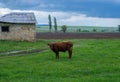 Beautiful little calf in Rainy view at storm