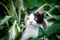 beautiful little cat in the green grass