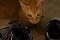 A beautiful little cat hiding behind some slippers Royalty Free Stock Photo