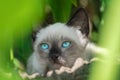 Beautiful little cat hiding in the bush Royalty Free Stock Photo