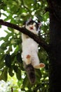 Beautiful little cat stuck in a tree in the garden Royalty Free Stock Photo