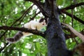 Beautiful little cat stuck in a tree in the garden