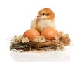 Beautiful little chicken and eggs in nest Royalty Free Stock Photo