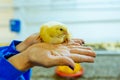 Beautiful little chicken on woman& x27;s hands in the farm background. Small chicken in human hands.Close-up. Royalty Free Stock Photo