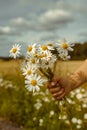 Beautiful little child,  boy holding daisy flowers in field Royalty Free Stock Photo