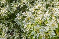 Beautiful little Christmas flower (Euphorbia leucocephala Lotsy), also known as little Christmas flower, white lace euphorbia, sno