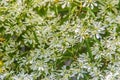 Beautiful little Christmas flower (Euphorbia leucocephala Lotsy), also known as little Christmas flower, white lace euphorbia, sno Royalty Free Stock Photo