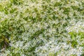 Beautiful little Christmas flower (Euphorbia leucocephala Lotsy), also known as little Christmas flower, white lace euphorbia, sno