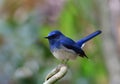 Beautiful little chubby blue and white bird perching on a branch Royalty Free Stock Photo