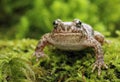 Little common midwife toad Alytes obstetricans Royalty Free Stock Photo