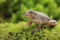 Little common midwife toad Alytes obstetricans Royalty Free Stock Photo