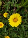 The beautiful little daisy in yellow after the rain Royalty Free Stock Photo