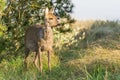 Beautiful little deer standing in the middle of a grass-covered meadow in the forest Royalty Free Stock Photo