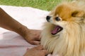 Beautiful little dog pomeranian spitz plays and bites the hand of the owner