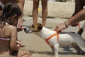 A beautiful little dog, Jack russell, on the beach. A little girl wants touch it. Pet therapy concept