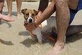 A beautiful little dog, Jack russell, on the beach. Many children& x27;s hands want touch it. Pet therapy concept