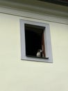 A beautiful little dog looks out of a window on a higher floor and watches the action outside Royalty Free Stock Photo