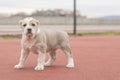 A beautiful little dog poses outside