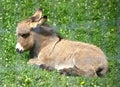 Beautiful little donkey equus asinus