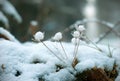 Beautiful little, dried flowers covered with snow. Winter flowers.