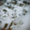 Beautiful little, dried flowers covered with snow. Winter flowers.