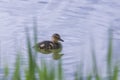 Beautiful little duck cub swims in the water of the pond. Its image is reflected in the water of the pond Royalty Free Stock Photo