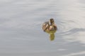 Beautiful little duck cub swims in the water of the pond. Its image is reflected in the water of the pond Royalty Free Stock Photo