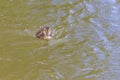 Beautiful little duck cub swims in the water of the pond. Its image is reflected in the water of the pond. He has drops of water Royalty Free Stock Photo