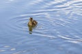 Beautiful little duck cub swims in the water of the pond. Its image is reflected in the water of the pond. He has drops of water Royalty Free Stock Photo