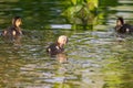 Beautiful little duck cub swims in the water of the pond. Its image is reflected in the water of the pond. He has drops of water Royalty Free Stock Photo